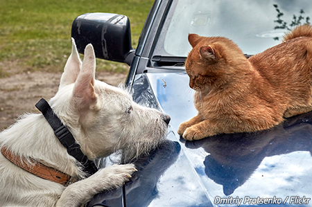 best way to move across country with pets